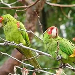Cherry Headed Conure