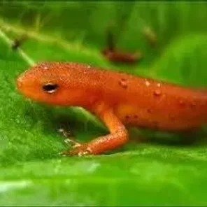Salamander