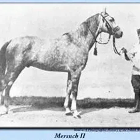 mersuch II