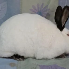 Mt. Glen's Rosie