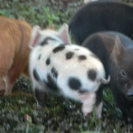 Pot Belly Pigs make Perfect Pets!