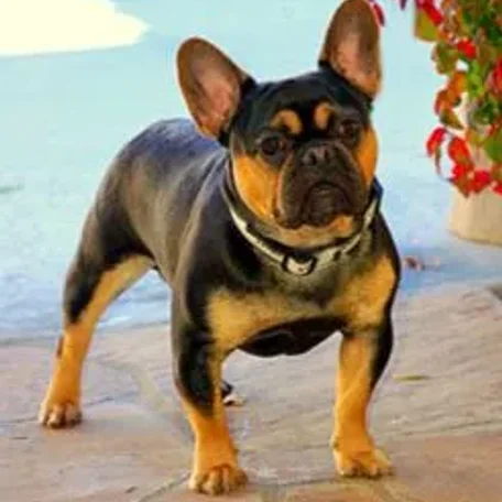 His unique appearance and mischievous nature make the Frenchie a well-loved breed.