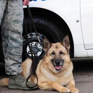 Memorial Day: Animals Among War Heroes Celebrated