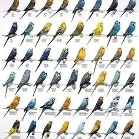Types of Birds you can own and some of their qualities