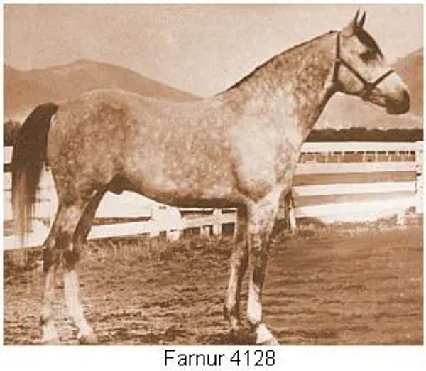 FARNUR