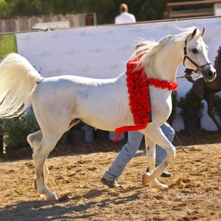 Dakar El Jamaal
