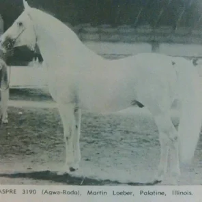 JASPRE