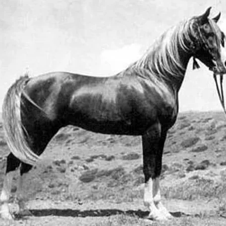 Wardamar Alla