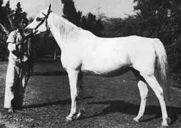 KAMLA
