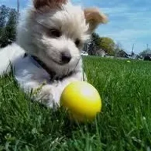 Chinaranian (Designer Dog)