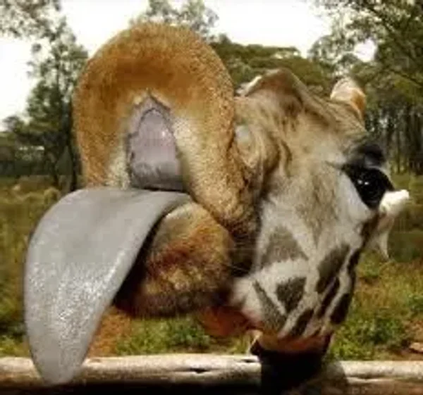 Funniest Animals Ever