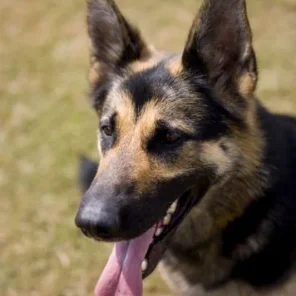 Memorial Day: Animals Among War Heroes Celebrated