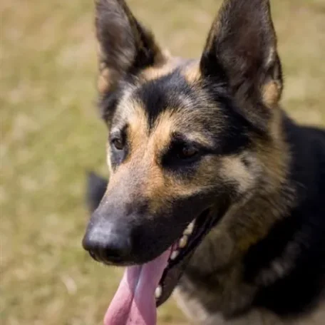 At just two-and-a-half-years-old, Police dog Anya was stabbed in the chest while defending her handler, PC Neil Sampson, from a knife-wielding attacker in January 2008. PC Sampson, was stabbed seven times during the attack.
