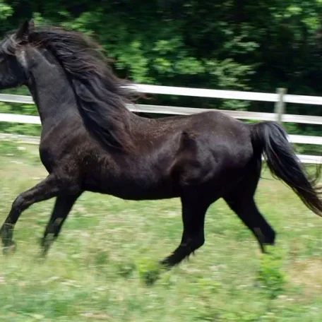 GH Desiree (Malabar Sheik x Elk Genessee) at 31 years old