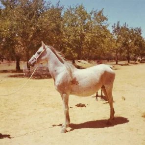 Transjordania