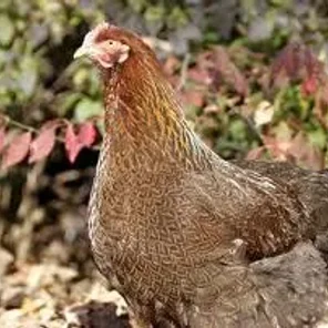 Partridge Cochin