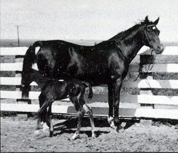 Gammousa