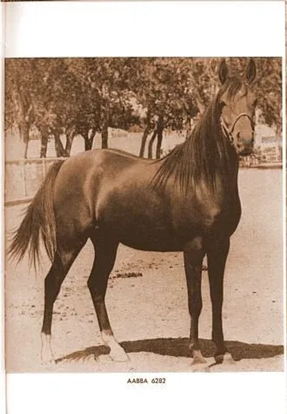 Aabba