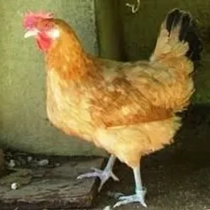 Catalana