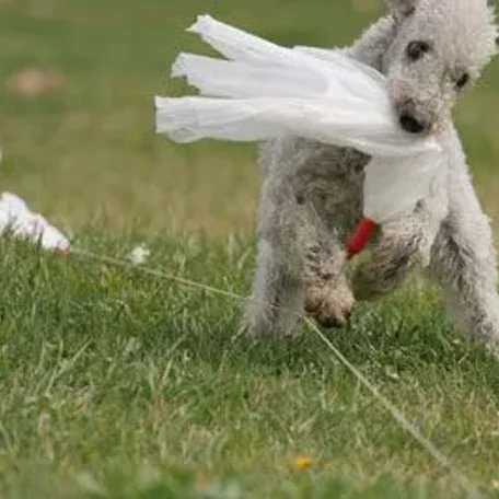 Lure Coursing