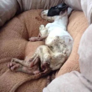 Puppy Found Abandoned In Bucket Is Doing Well Thanks To Dog Aide