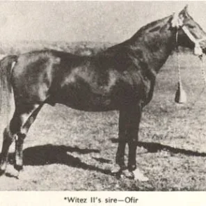Ofir
