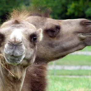 Camel Chic