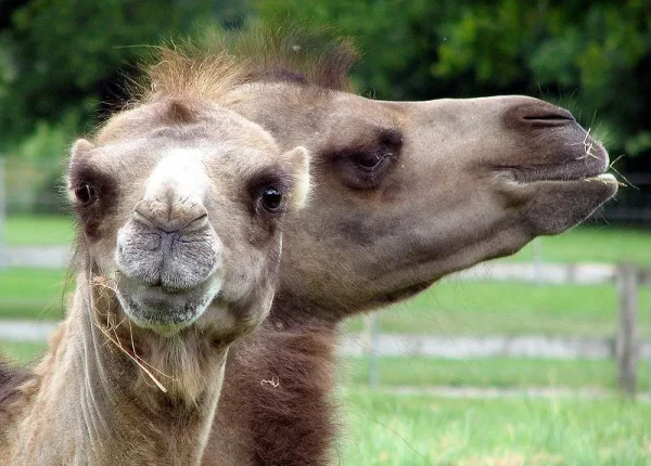 Camel Chic