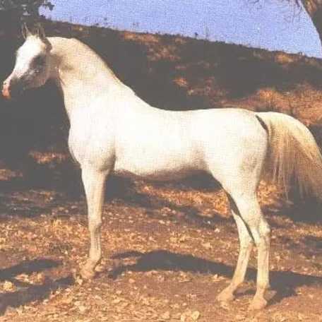 *ARAMUS