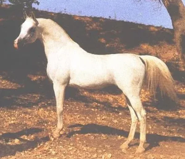 *ARAMUS