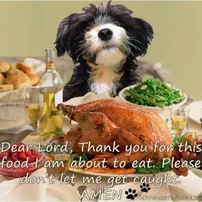 Your Favorite Thanksgiving Pics/Videos