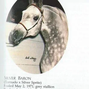 Silver Baron