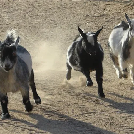 2013, racing with his Nigerian Dwarf pals