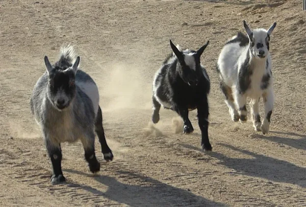 Animal Haven Ben Hur