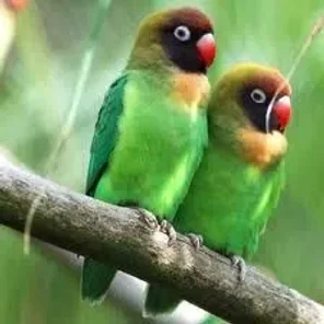 Black-checked Lovebird