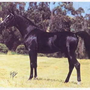 Malabar Sheik