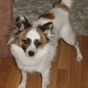 Papimo (Designer Dog)