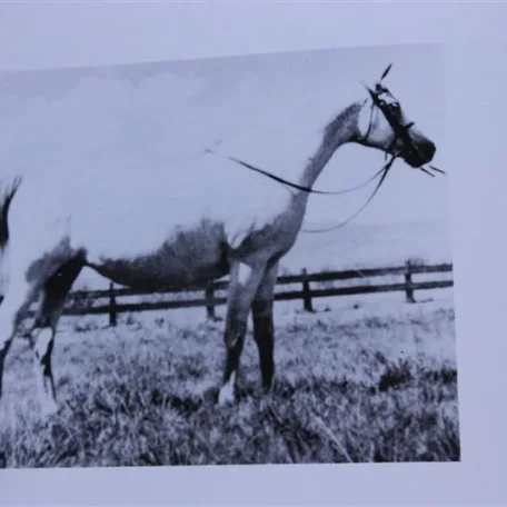 Kali (Raseyn x Gazal) grey mare, foaled June 7, 1947
bred by United States Government