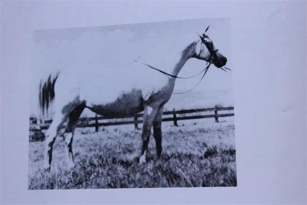Kali (Raseyn x Gazal) grey mare, foaled June 7, 1947
bred by United States Government
