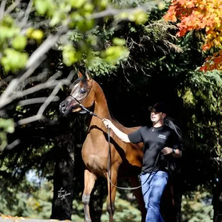 Momentica SD a beautiful 2008 daughter of Shahllenger, out of the mare Mystic Momentt.