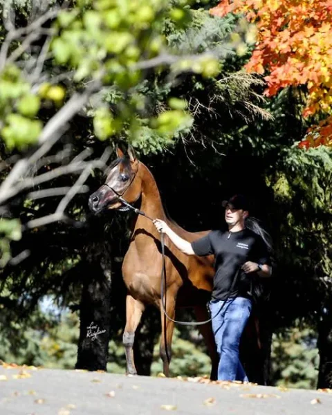 Momentica SD a beautiful 2008 daughter of Shahllenger, out of the mare Mystic Momentt.