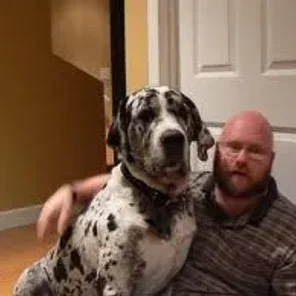 Saint Dane (Designer Dog)