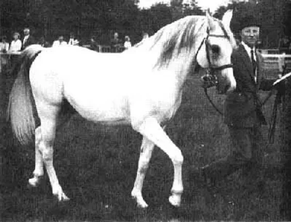 Iridos