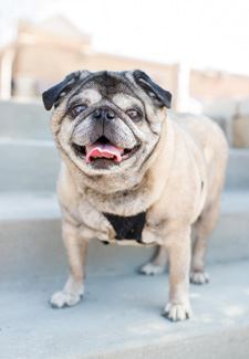 Want to Adopt a Purebred Dog? Start With a Breed Rescue - Pt 1