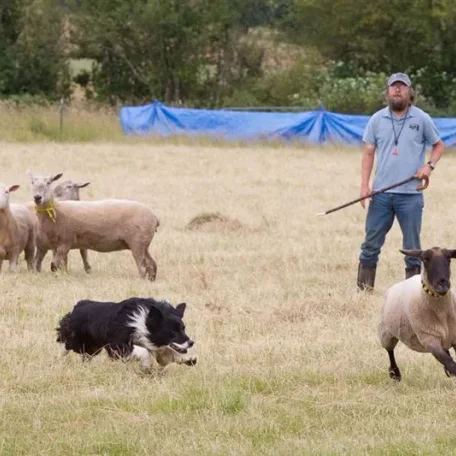 Herding