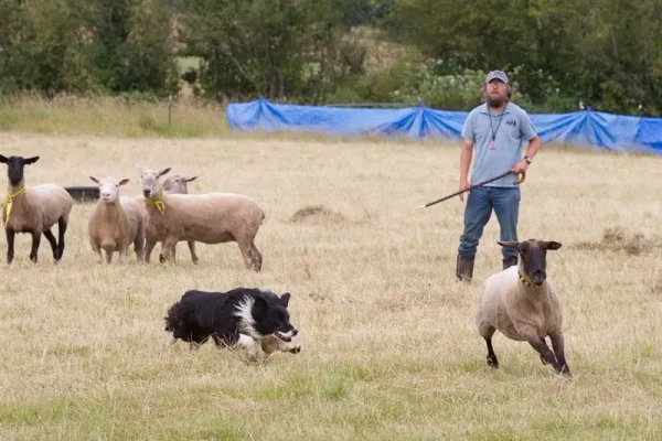 Herding