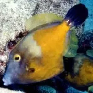 Filefish