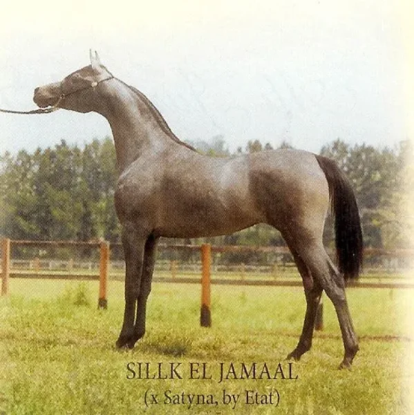 Silk El Jamaal