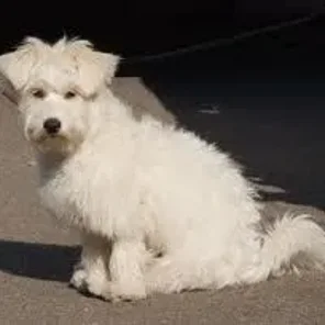 Bichomo (Designer Dog)