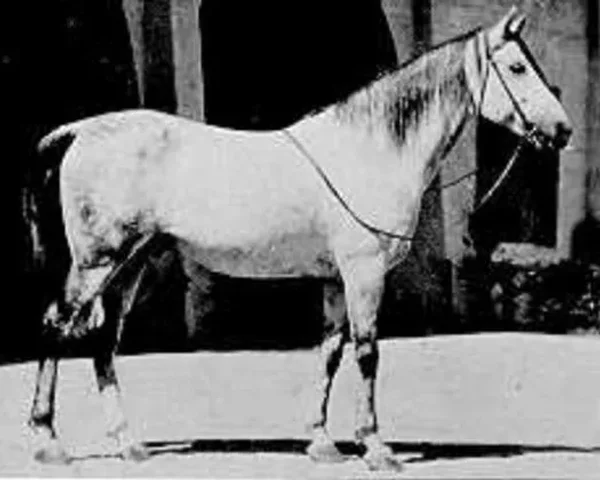 Jadaan gained fame by appearing in six films, three Tournament of Roses Parades, and many Arabian Horse Shows.